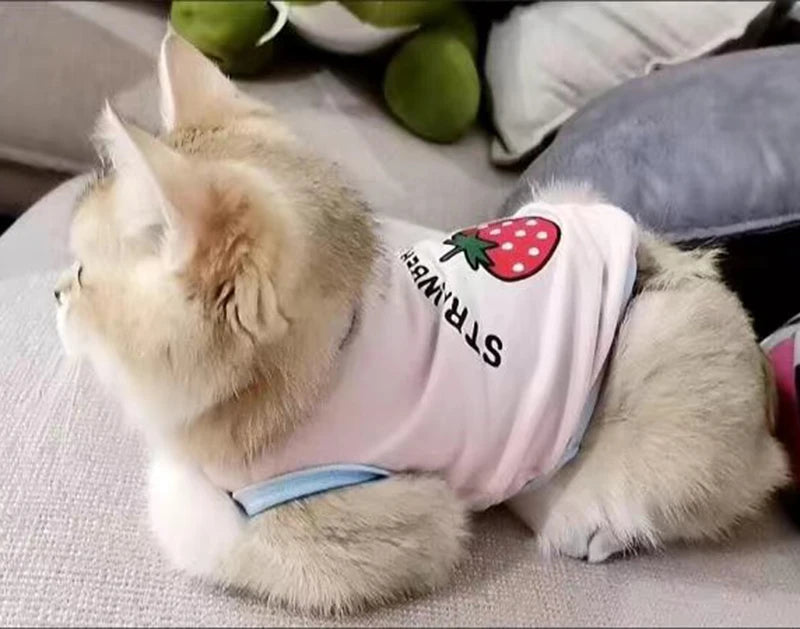 🧶🐱 Pull Pupstyle pour Chat 🐱🧶