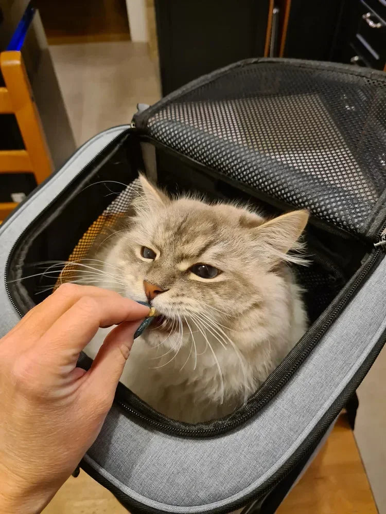 Panier de Transport PupStyle – Balades confortables et sans stress pour votre chat