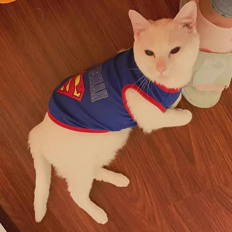 🧶🐱 Pull Pupstyle pour Chat 🐱🧶