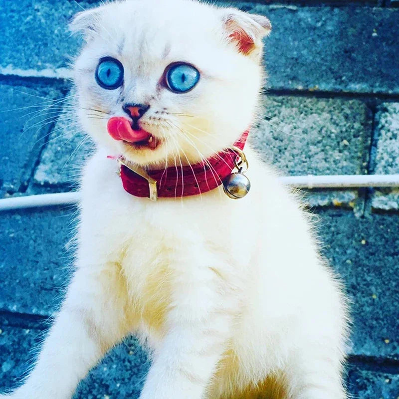 🌸 Collier pour Chat Pupstyle 🌸