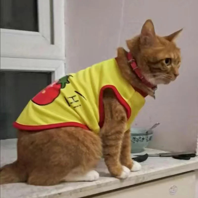 🧶🐱 Pull Pupstyle pour Chat 🐱🧶